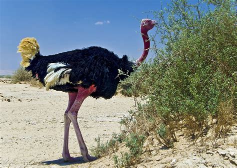 What Animals Live In The Sahara Desert Worldatlas
