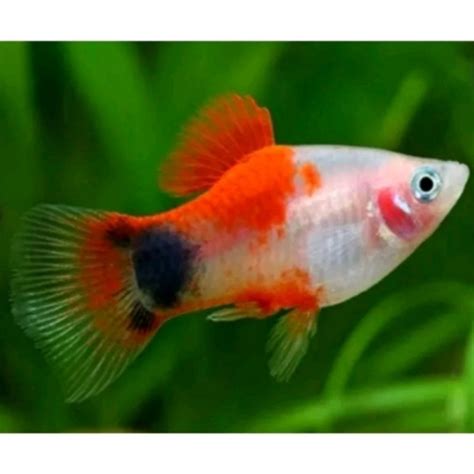 Jual Ikan Platy Mickey Mouse Shopee Indonesia