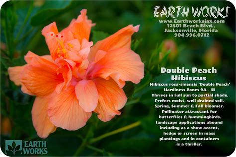 Double Peach Hibiscus | Hibiscus, Hibiscus rosa sinensis ...