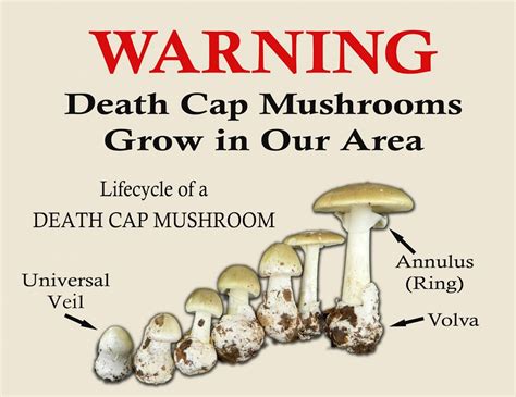 3 Edible Mushrooms That Are Easy To Find And How To