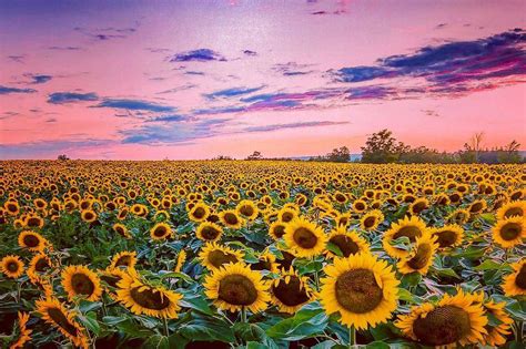 Theres A Massive Sunflower Field Near Toronto To Visit This Summer