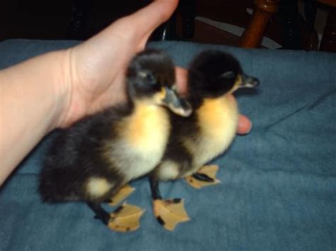 6 Duckling Pictures By Breed D Backyard Chickens Learn How To
