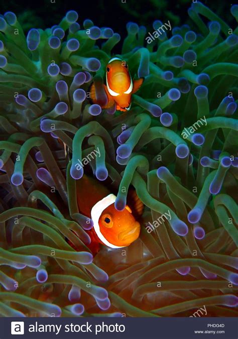 Underwater Marine Life In Sabah Borneo Stock Photo Alamy