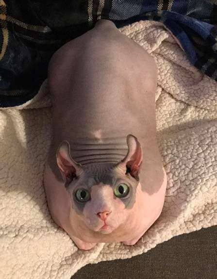 25 pound hairless cat worked hard for losing weight and look at him now hairless cat cute