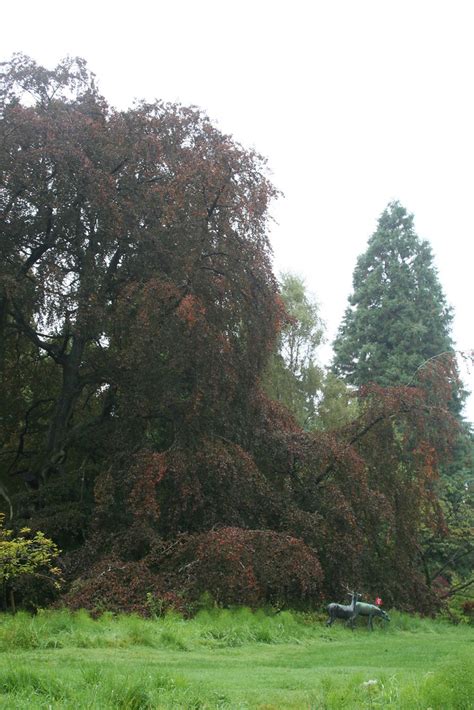 Weeping Copper Beech Batsford Arboretum Glos Pol2010 Flickr
