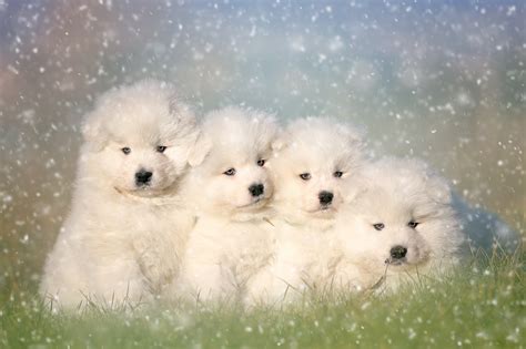 Maybe you would like to learn more about one of these? Adorable Samoyed Puppies HD Wallpaper | Background Image ...