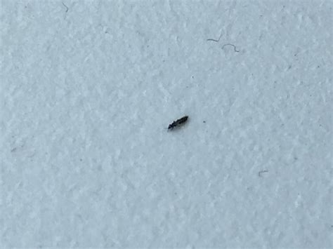 Denmark Small Less Than 1 Mm Long Black Insects On Window Sills