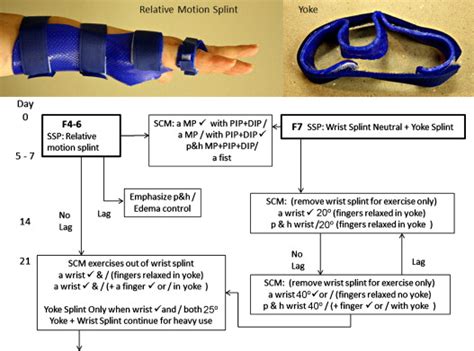 Rehabilitation Of Flexor And Extensor Tendon Injuries In The Hand