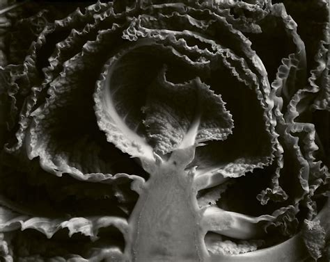 Facebook gives people the power to share and makes the. Edward Weston • Kale, Halved. 1930 | Edward weston, Henry ...