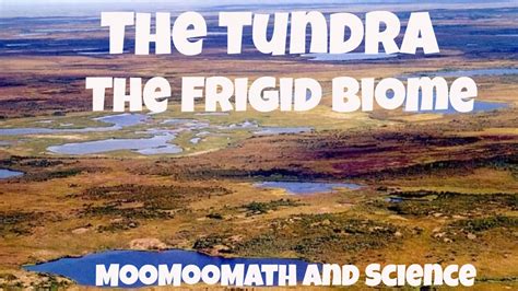 The Tundra Biome Facts Youtube