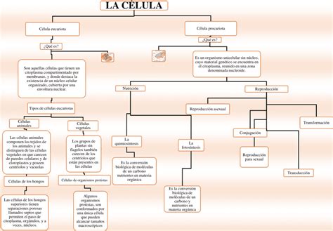 Mapas Conceptuales De La C Lula Descargar