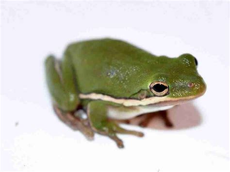 Green Tree Frog Care Sheet Golden Tree Frog Care Sheet Lifespan More With Pictures Pet Keen