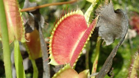 How Big Do Venus Flytraps Get Prickly Plant Blog