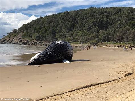 Bloated Carcass Of 18 Tonne Humpback Whale Washes Up On Beach And