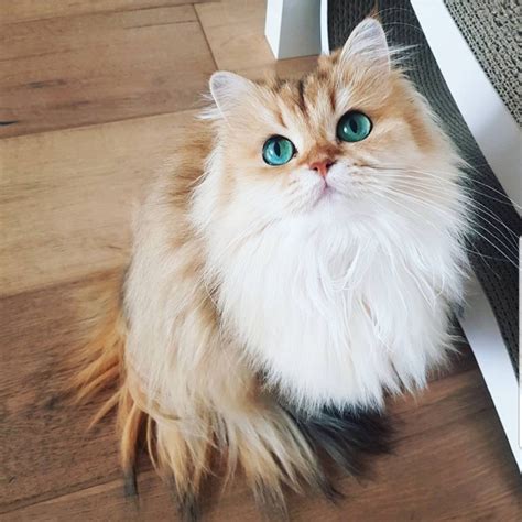 Meet Smoothie The Most Photogenic Cat In The World Who S Too Purrfect