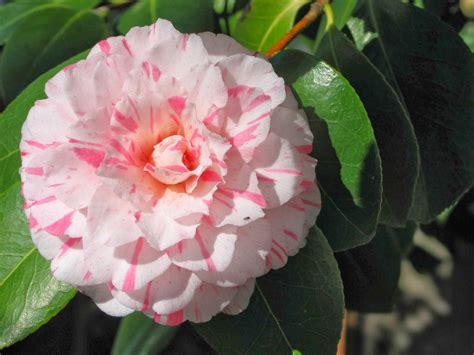 Winter Blooming Camellias