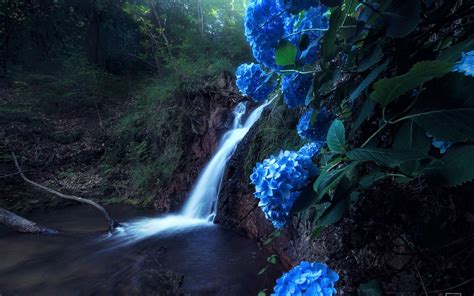 Hydrangeas Near Forest Waterfall Hd Wallpaper Background Image