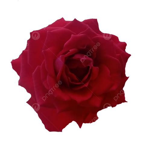Red Rose Flower Rose Rose Flower Red Rose Png Transparent Clipart