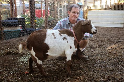 Full Grown Female Pygmy Goat With Owner Goat Species For The