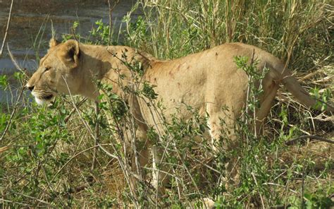 Serengeti National Park Tanzania Wildlife And Safari Guides Aqua Firma