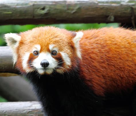 The Red Panda Pets Cute And Docile
