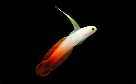 Fire Fish Goby Nemateleotris Magnifica 0342 Daniel Pomfret Photography