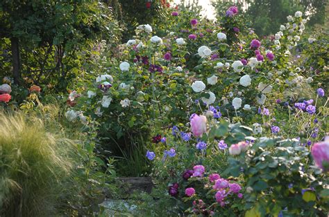 Rododendri, ciclamini, azalee, rose sono piante da vaso da le piante con fiori rosa ispirano allegria e serenità. Pin su fiori e rose (mie foto)