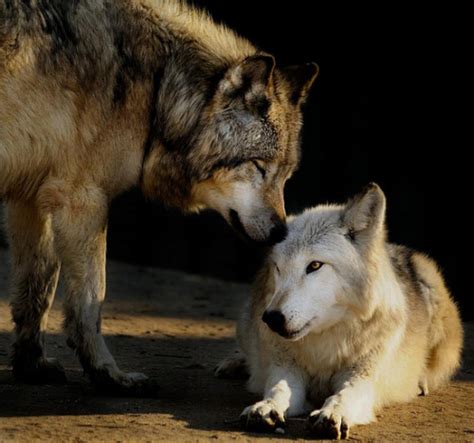 Wolves Couple Tumblr