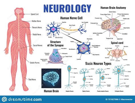 Neurology And Human Brain Set Stock Vector Illustration Of Brain