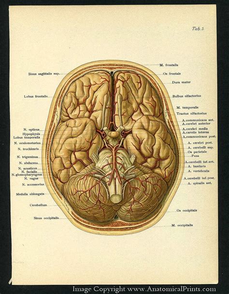 1905 Human Anatomy Antique Prints Of The Brain And Skull Human
