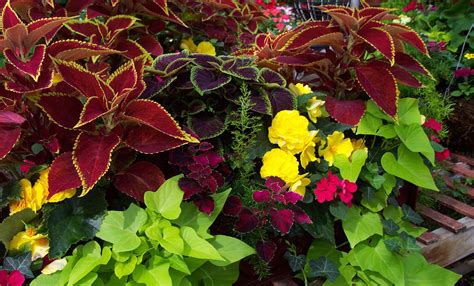 This Beautiful Combination Includes Coleus Tuberous Begonias And