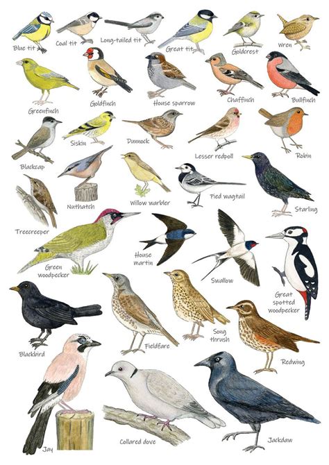 British Garden Birds Identification A Card Postcard Art Print Bird