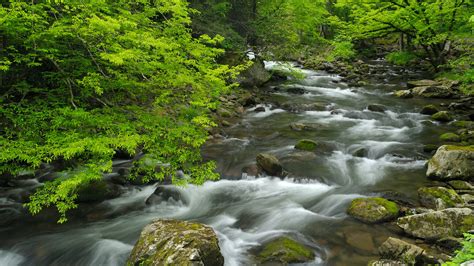 Wallpaper Nature Trees Forest Rocks Moss Water Long Exposure