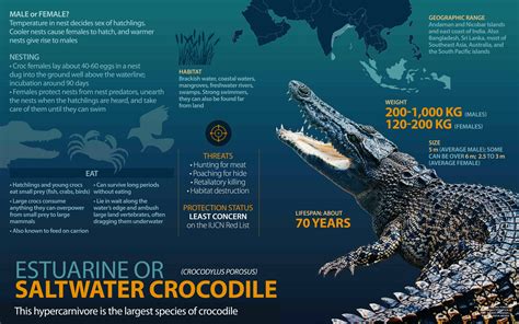 Saltwater Crocodile Facts Size Bite Force Habitat Roundglass Sustain