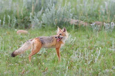 Prairie Ice Swift Fox A Prairie Success Story