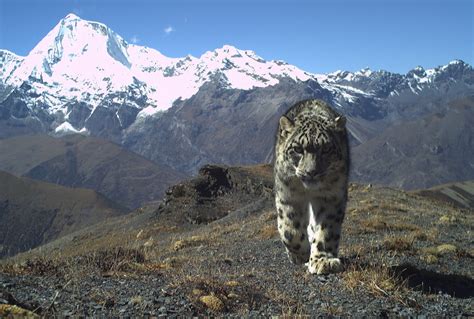 Wwf 395 Increase In Snow Leopard Numbers In Bhutan ‘a Milestone