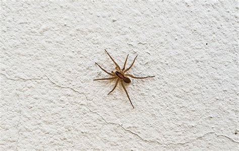 Everything You Should Know About Common House Spiders In Greenville