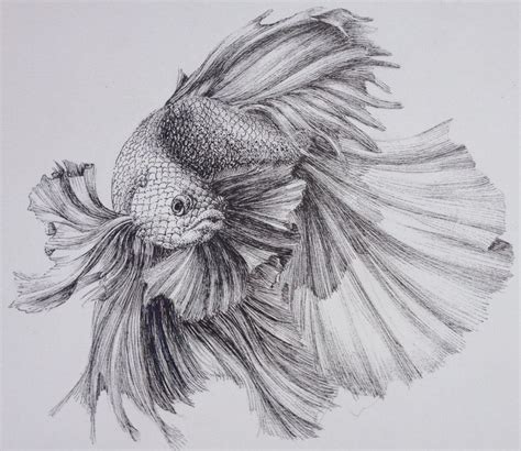 Monique Mullen Drawing Pencil Drawings Of Animals Fish Drawings