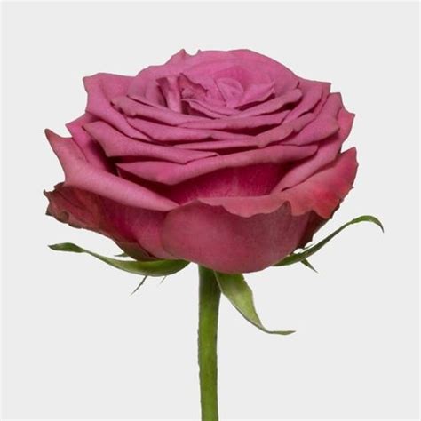Rose Blueberry 50cm Wholesale Blooms By The Box