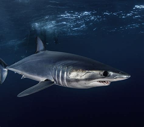Canada Protects Endangered Mako Sharks With Groundbreaking Atlantic Ban