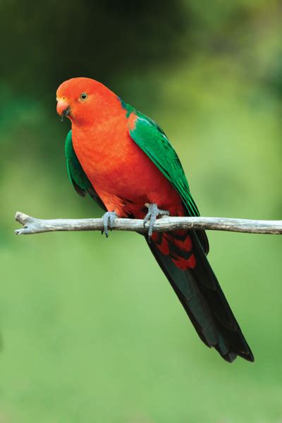 Australian King Parrot Canberra Birds