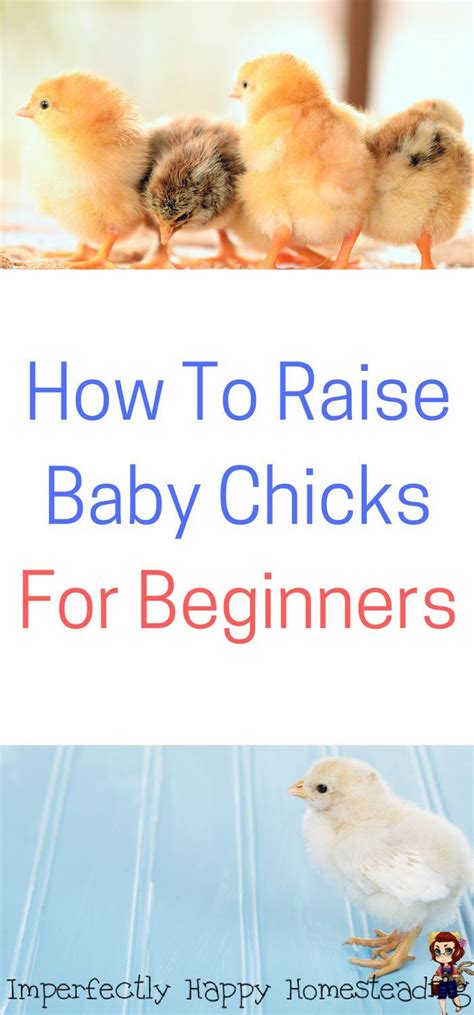 Raising Chicks Everything You Need To Know Raising Chicks Baby Chicks Baby Chicks Raising