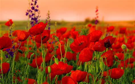 Poppies Red Field Nature Wallpaper 2880x1800 23412