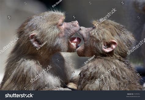 Two Monkeys Kissing Royalty Free Stock Photo 1570751