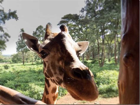 Kissing And Feeding Giraffes At The Giraffe Centre In Nairobi Kenya