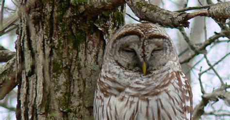 Ohio Birds And Biodiversity Owl Symposium February 15 17