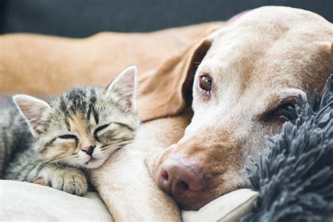 Can Cats And Dogs Get Along Science Says Yes Fear Free Happy Homes