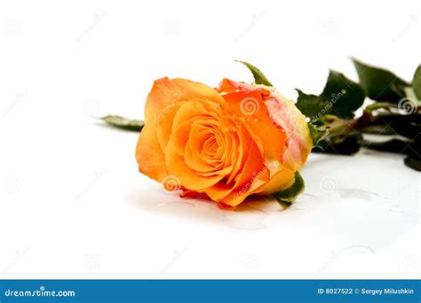 Roses Isolated On White Stock Photo Image Of Pink Single 8027522