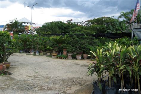 A popular destination is in sungai buloh, near and within the former leprosy settlement. MY GREEN FINDER | Plant Vendors: Chea Ngai Hoong Nursery