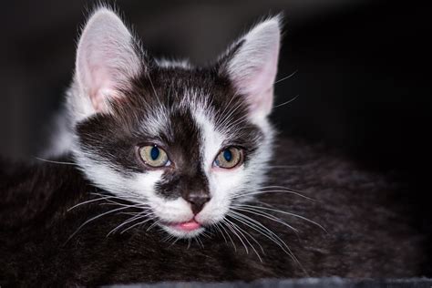 Free Images Sweet Cute Pet Fur Fluffy Kitten Black Cat Close